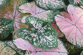 Folhas da planta Caladium