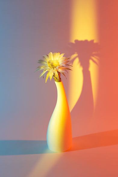 Flower In Vase