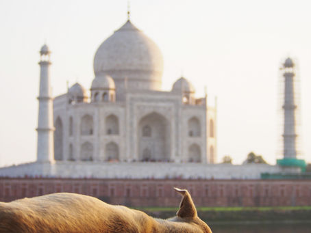Tourism Trends to India in 2025