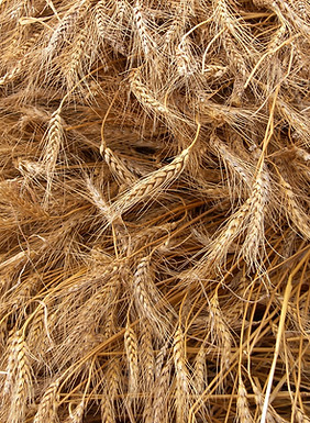 Wheat Crop