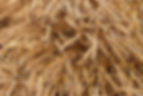 Wheat Crop