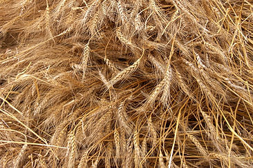 Wheat Crop