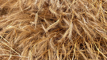 Harvested Wheat Close-up