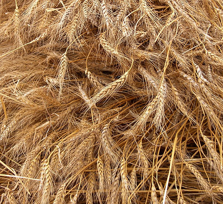 Wheat Crop