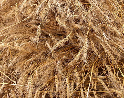 Millets as Sustainable Nutri-cereals (MSN): Solutions for their Storage and Biomass Utilization (SHRI ANNA)