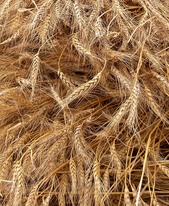 Wheat Crop