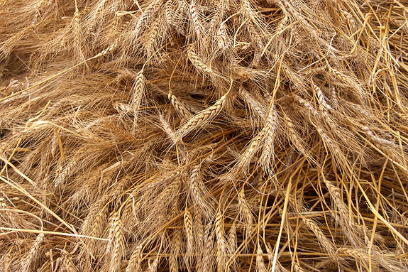 Harvested Wheat Close-up