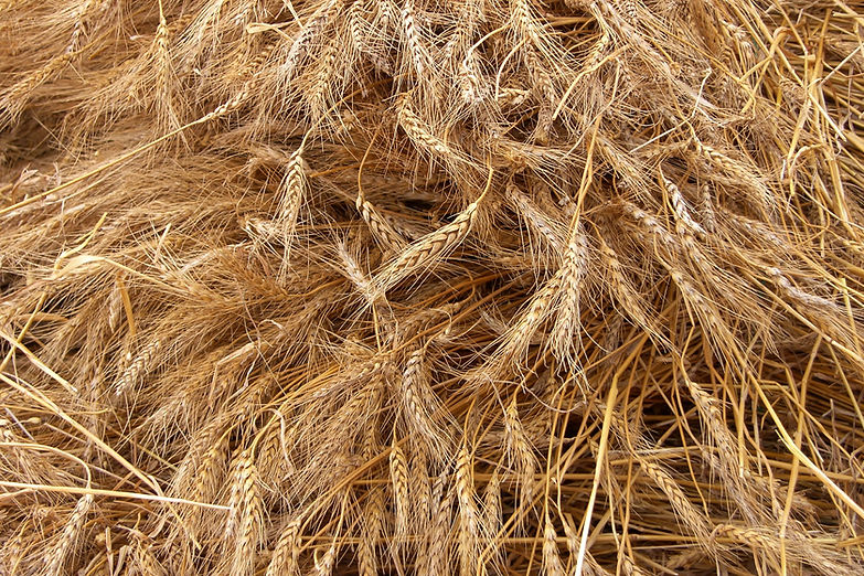 Grano raccolto