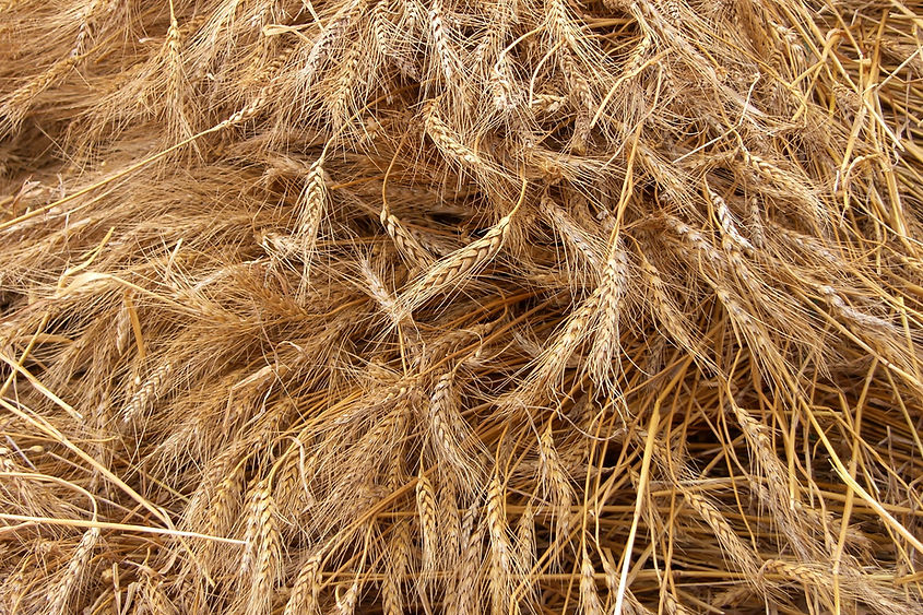 Wheat Crop