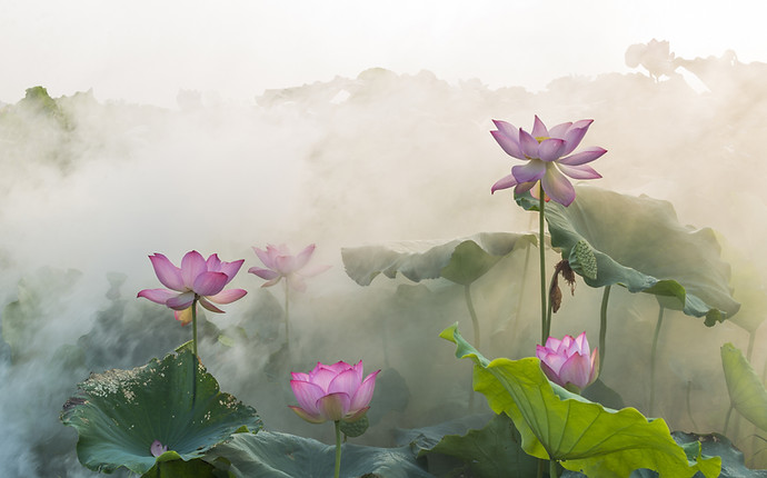 Fleur nationale