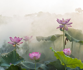 National Flower
