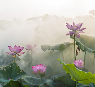 National Flower