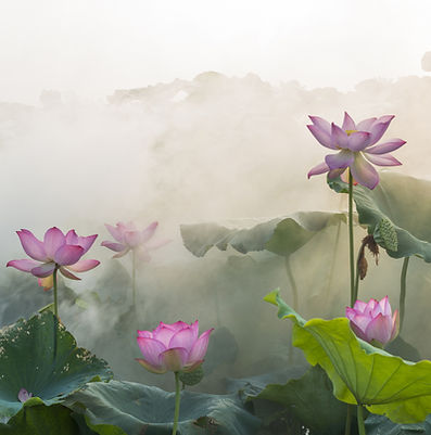 lily flowers fog
