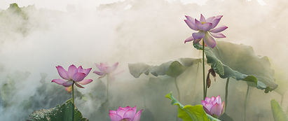 National Flower