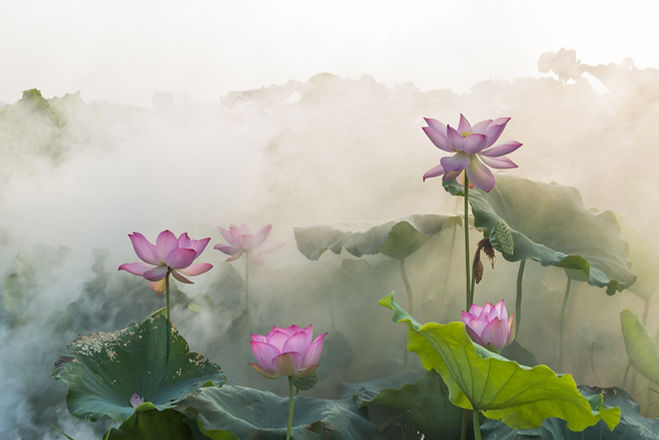 Fleur nationale