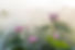 Fleur nationale