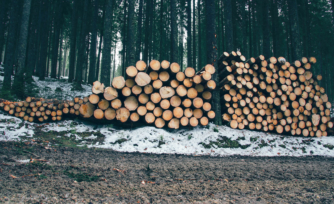 Stacked Timber Logs