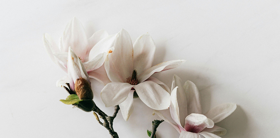 Rama de magnolia rosa