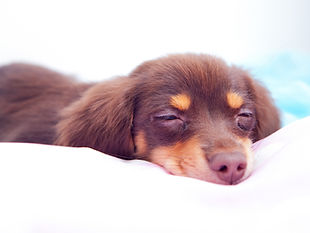 犬 チワックス