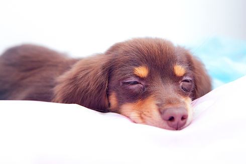 元気のない犬