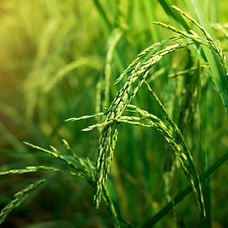 Rice paddy