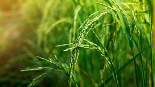 Global Perspectives on Climate Change