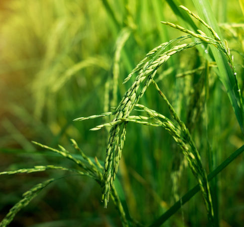Rice paddy