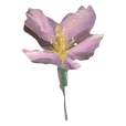 fleur rose