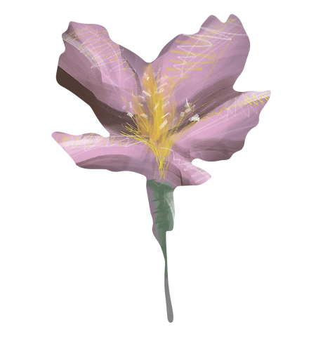 pinke Blume