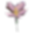 Image of a flower