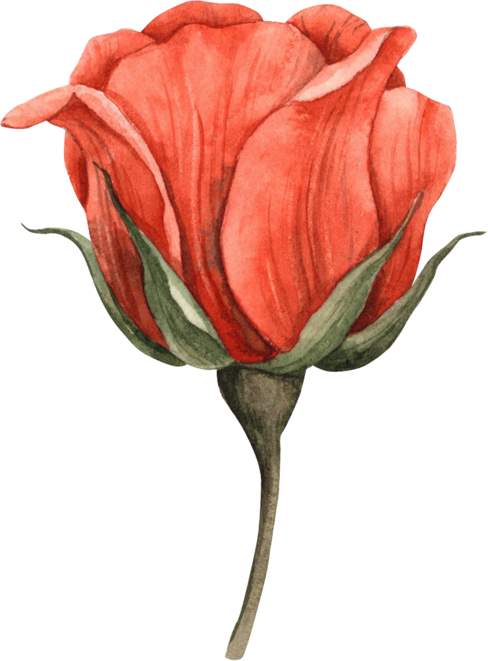 Watercolor illustration of a red-orange rose bloom with green sepals and a long stem on a transparent background