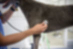 A vet uses a stethoscope to listen to a greyhound's chest