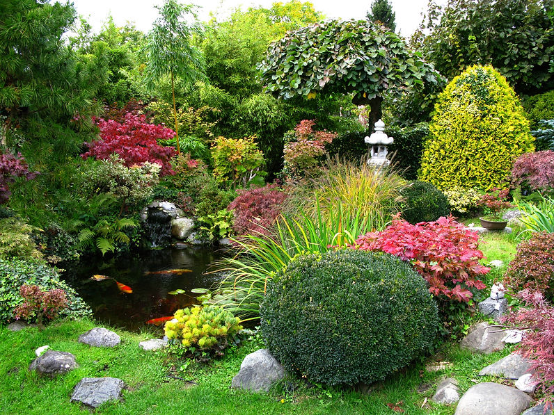 Landscaped UK garden pond with ornamental koi carp, layered stone waterfall, and dense planting creating a calm outdoor retreat