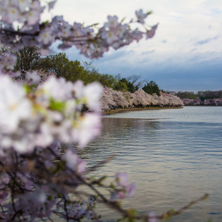 仏壇の取り扱いー浄土宗の場合