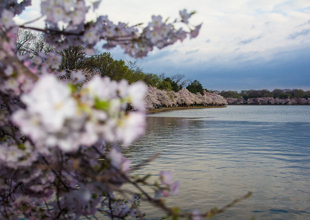 Spring Blossom