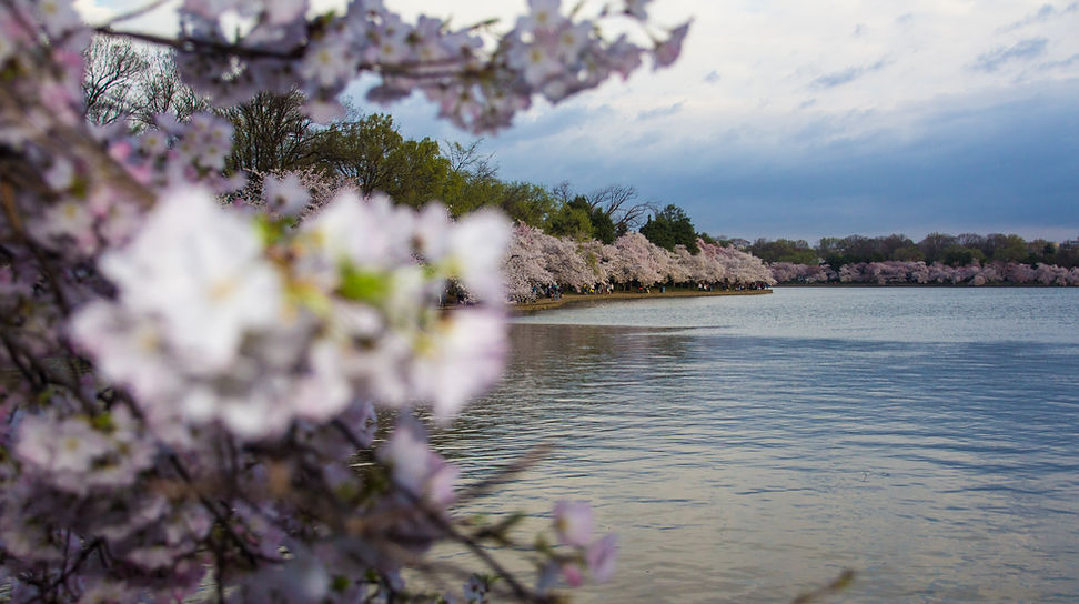 Cherry blossoms overlooking a lake. Explore Pennsylvania with LiveWorkPlay Media