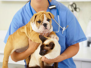 vet holding a dog and cat in hand