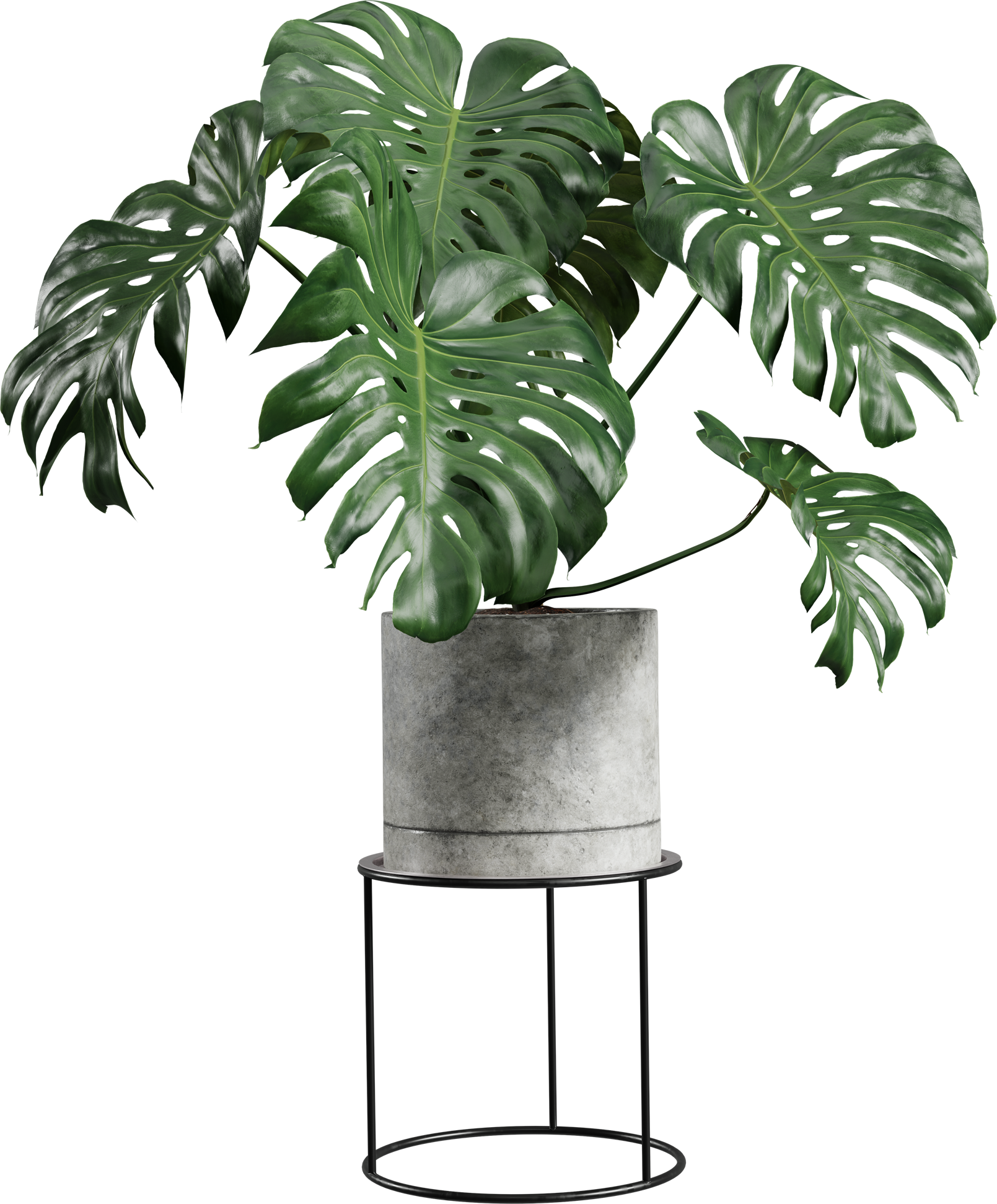 Monstera Plant Display