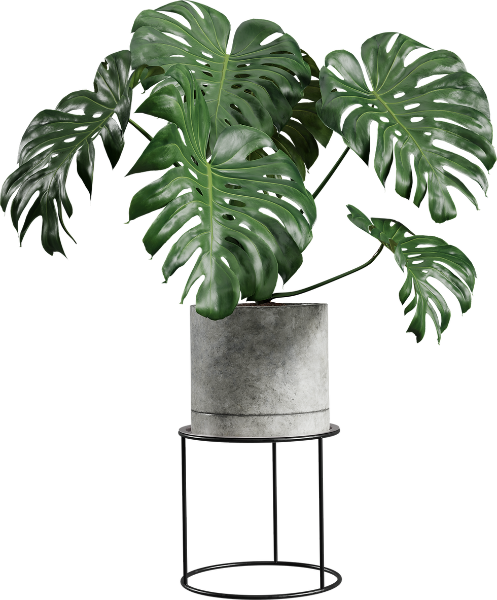 Monstera Plant in Pot