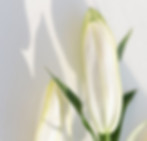 White Lily Buds