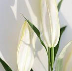 白いユリ
