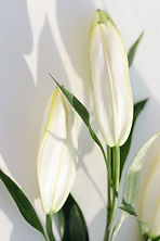 Flower for remembrance