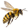 Close-Up Of Bee