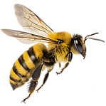 Close-Up Of Bee