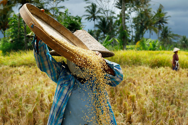 Farmers working in the rice pattie