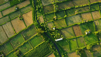 Illustration agriculture