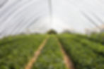 Greenhouse Interior