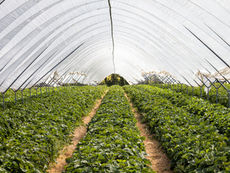 USAID Secures $510 Million for Ukrainian Farmers Amid Ongoing Conflict