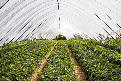 Invernadero interior