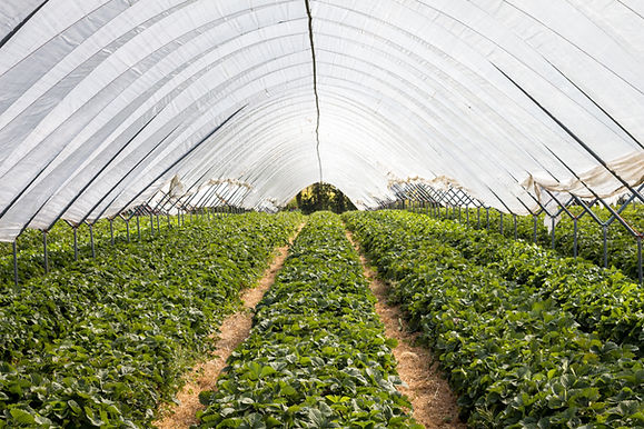 Interior del invernadero